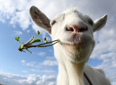 Posed by goat model