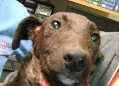 Taylor the dog after the horrendous attack.