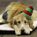 Emmitt takes a much needed break, and dreams of running through fields. (AP Photo/Amy Sancetta)