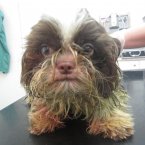 Pic: ISPCA