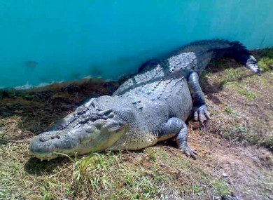A file photo of Lolong, the world's largest saltwater crocodile, who died in captivity last weekend.