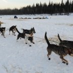 Veteran Iditarod musher Kelley Griffin of Wasill.