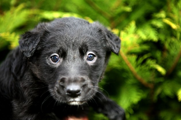 ISPCA puppy