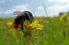 Beekeepers “appalled” Govt against pesticide restriction proposal