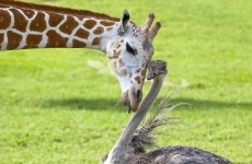 9 unlikely animal friendships that will put a smile on your face